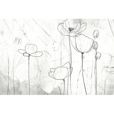Poppy Sketches II