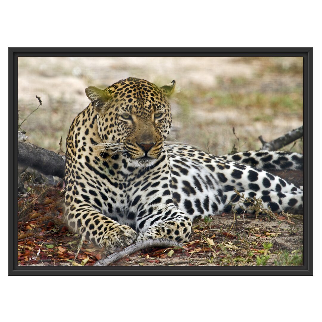 Gerahmtes Wandbild liegender LeopardLaub