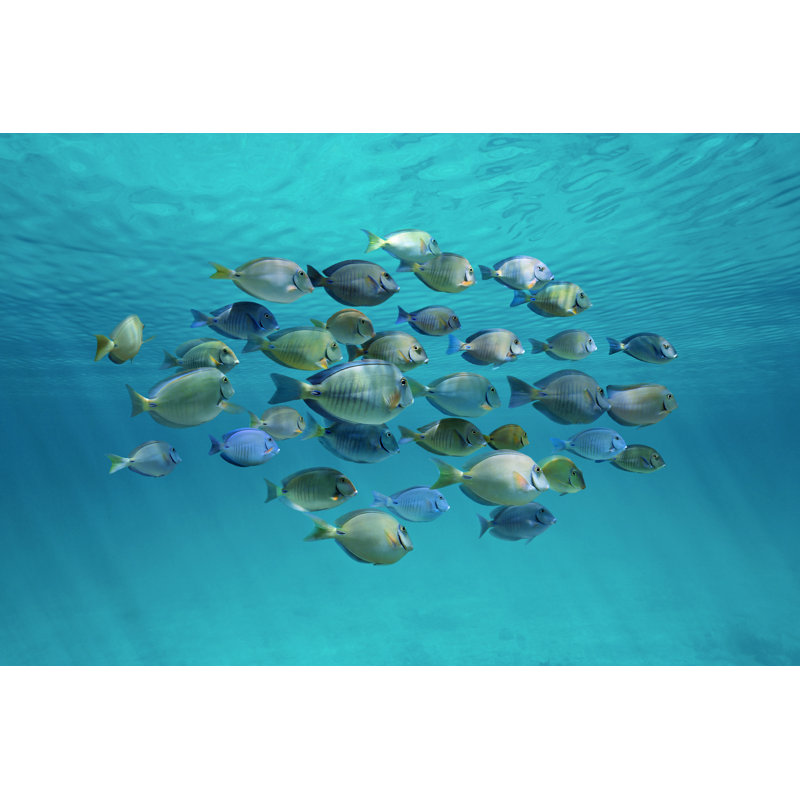 Tropical Fish Schooling Below Ripples Of Surface, 81cm H x 122cm W x 3.8cm D