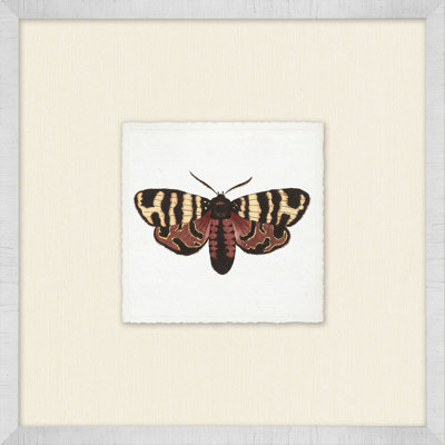 Miniature Butterfly Collection 1 Print