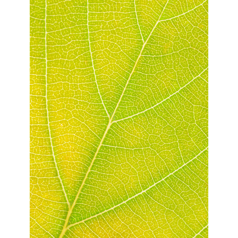 Feuille d'automne par Philippe Moisoux - photographie, Toile avec cadre noir, 32" H x 24" W