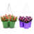 Apple Green/Violet