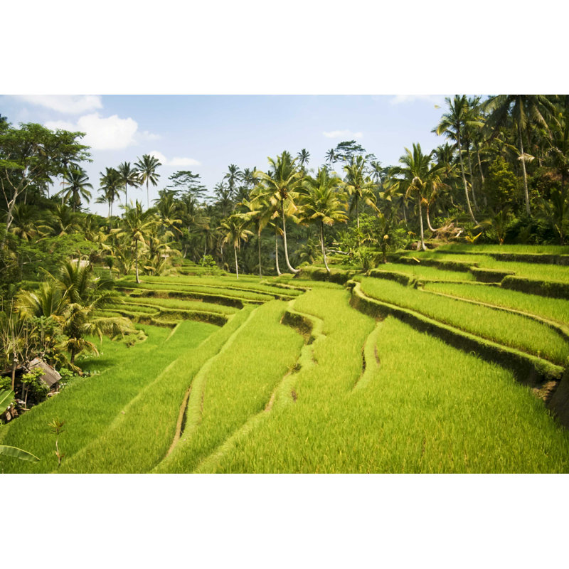Fields Ubud Bali - Photographie sur toile tendue, H 8 po x l 12 po