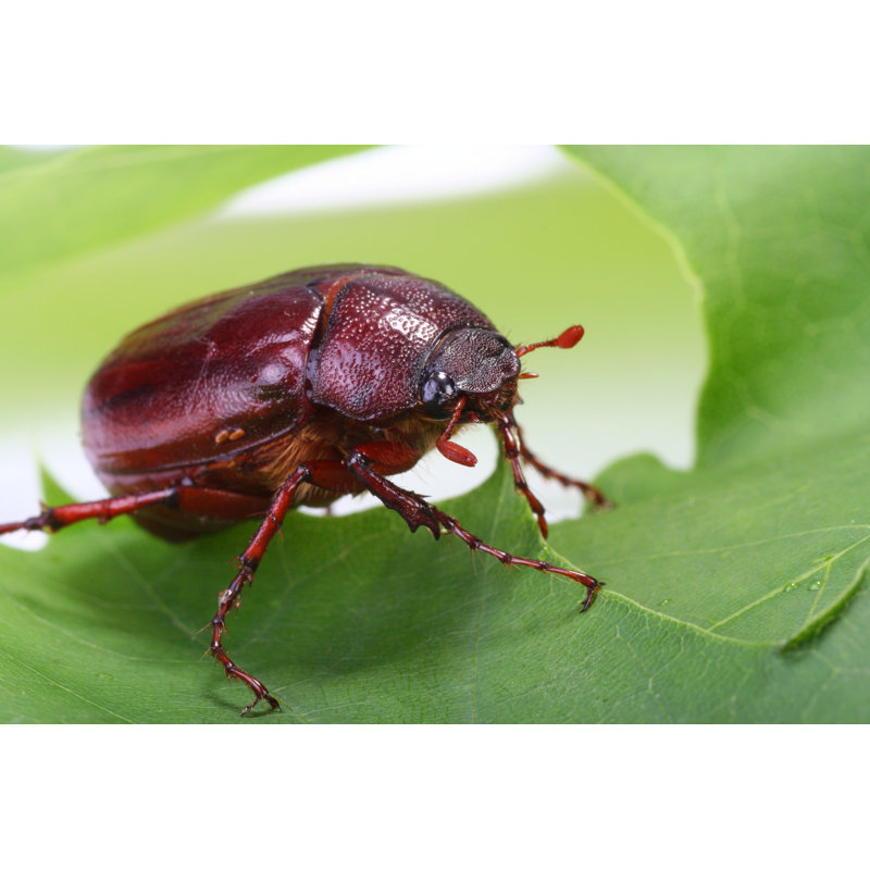 June Bug sur feuille verte, H 8 po x l 12 po