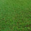 Fleur De Lis Living Artificial Grass