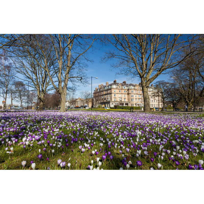 Spring Day In Harrogate With Crocuses by Sjm2 - Wrapped Canvas Print, 12"H x 18"W