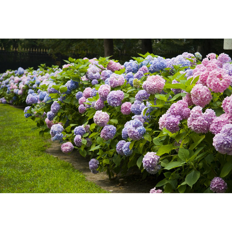 Hydrangea by Azndc - Wrapped Canvas Print, 81cm H x 122cm W
