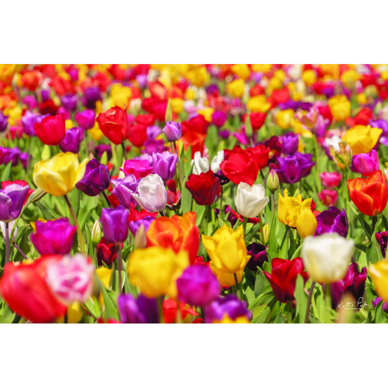 «Colorful Bouquet» par Martin Podt - reproduction, H 8 po x l 12 po, Toile tendue