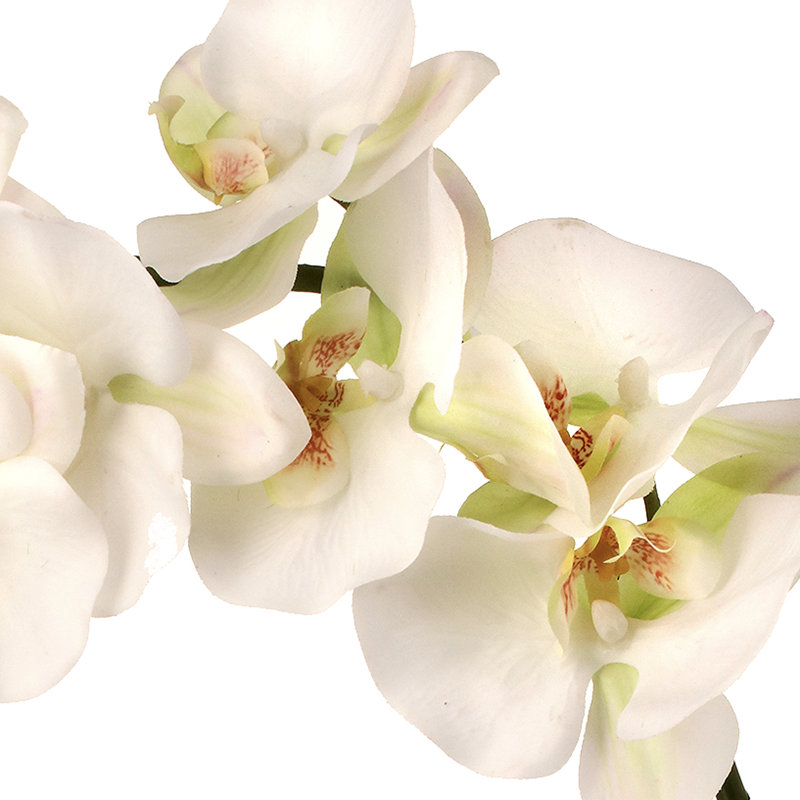 34" Pu Fancy Phaleanopsis Stem