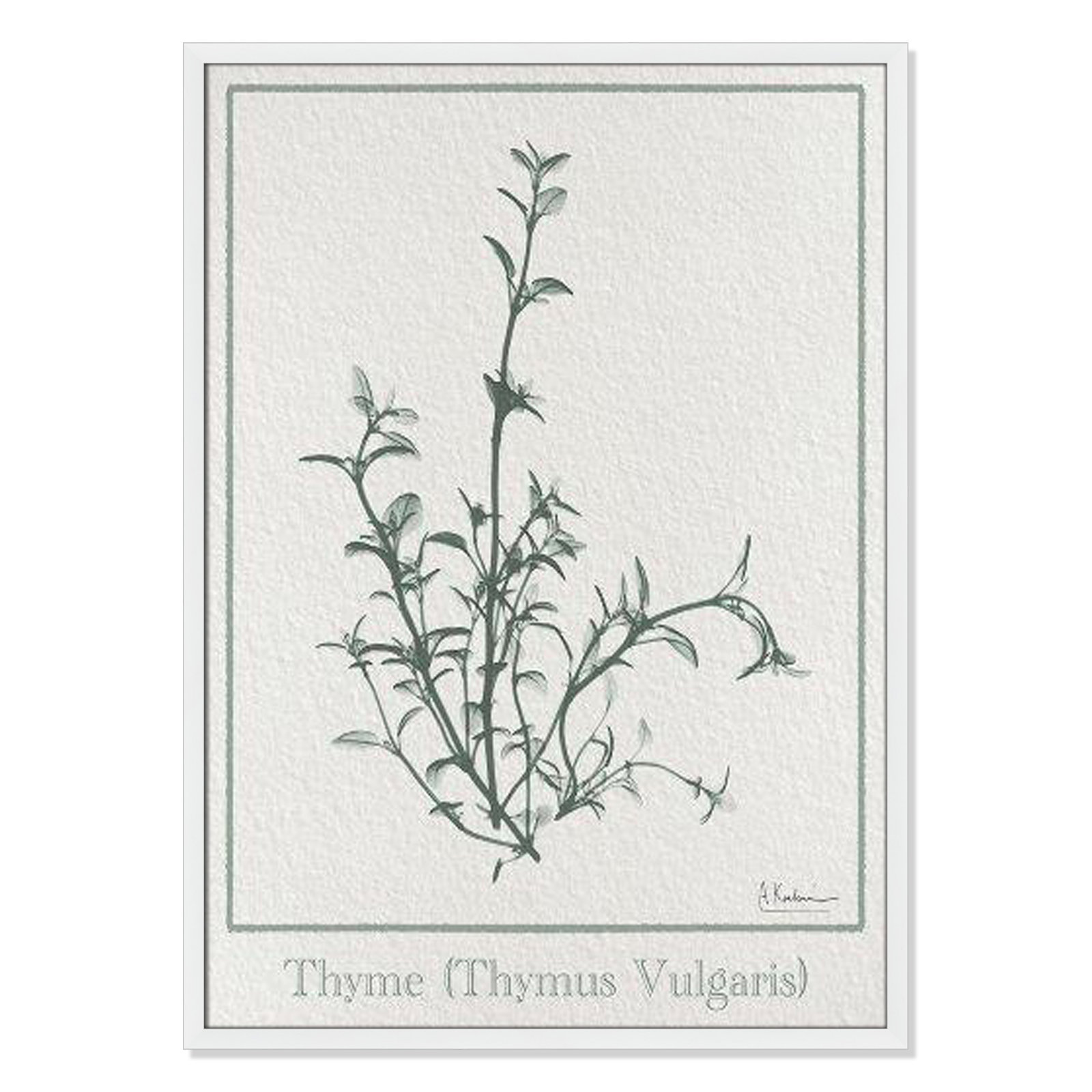 Jeanette "Thymus Vulgaris" Print, 35.5" H x 25.5" W x 1.25" D, Satin White Framed Paper