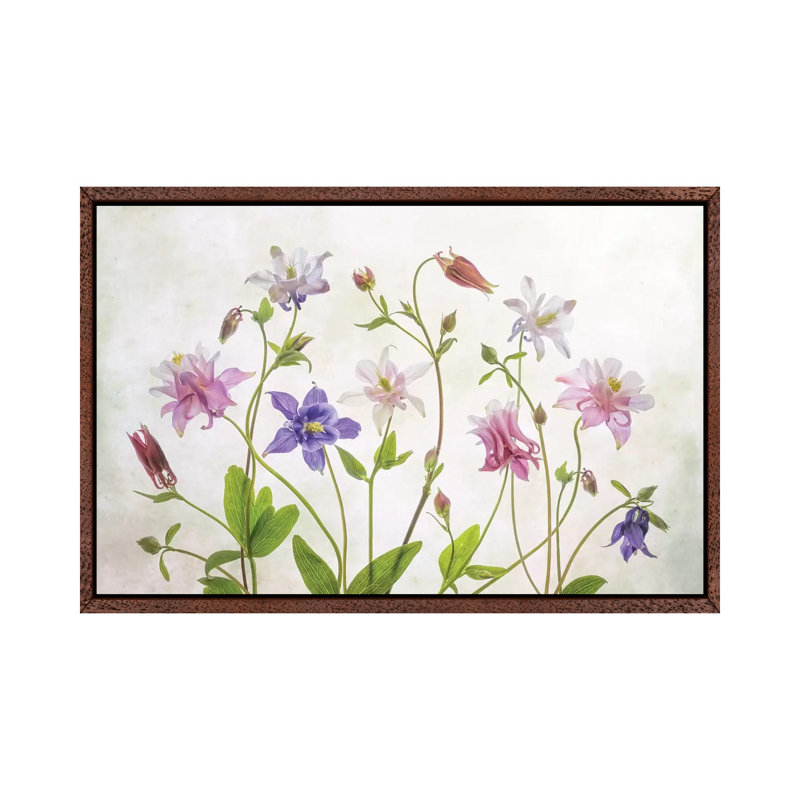 Columbine by Mandy Disher - Print on Canvas, 45.72cm H x 66.04cm W x 3.81cm D, Classic Brown Wood Framed