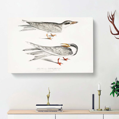 Illustration Of Tern Birds by John Edward Gray - Wrapped Canvas Painting