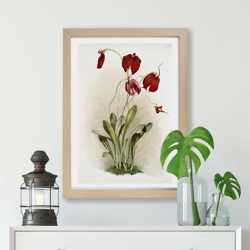 Magnolia Flowers Illustration Tab. 26 by Frederick Sander - Single Picture Frame Painting, Oak, 45cm H x 63cm W x 2cm D