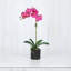 Orchid Arrangement In Pot-2037520810-2037520823