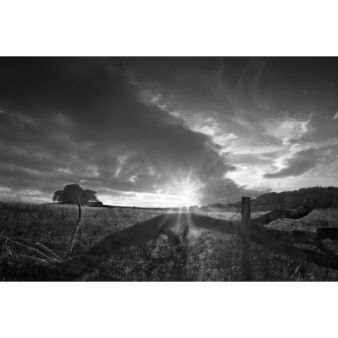 Fotodruck Fallen Tree von Martin Henson