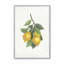 «Lemon Harvest II»-1988174234