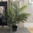 36'' Faux Palm Tree in Pot