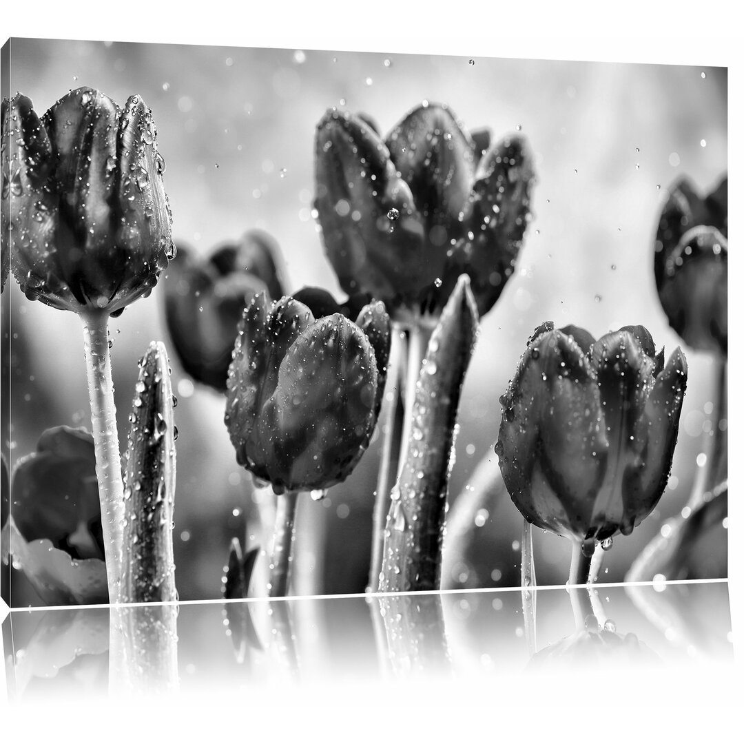 Leinwandbild Rote Tulpen mit Tropfen bedeckt in Monochrom