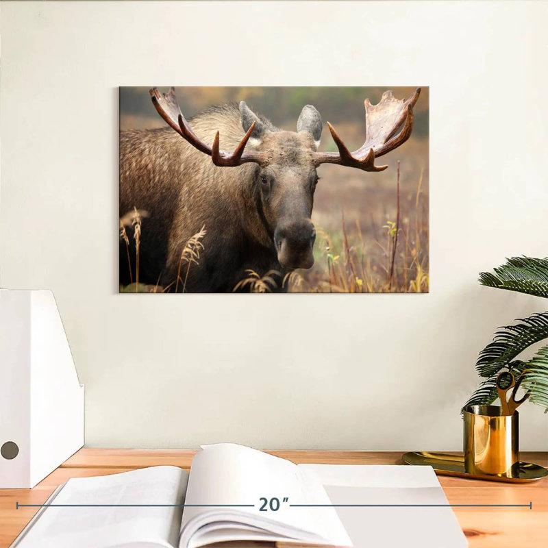 Brampt Male Moose, 8" H x 12" W