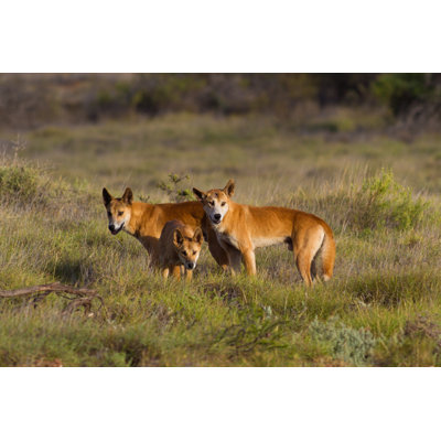 Deux dingos - photographie sur toile tendue