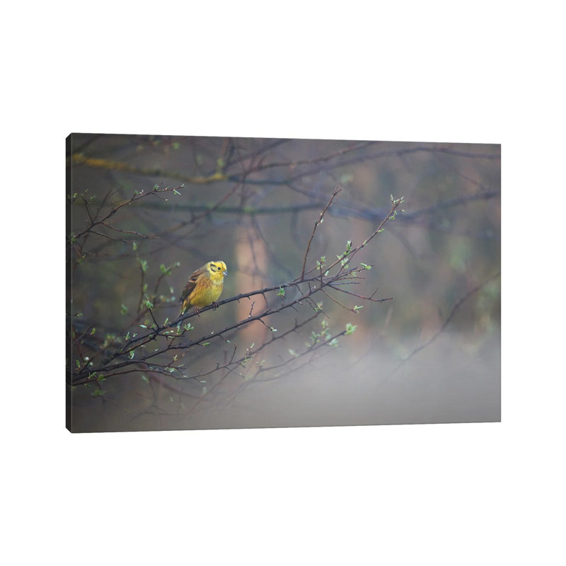 Yellowhammer Ii 1 Piece Wrapped Canvas Wall Art, 20.32cm H x 30.48cm W x 1.9cm D