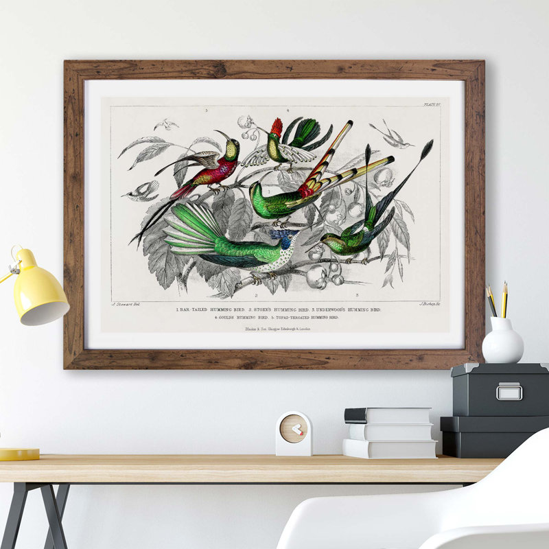 Collection of Hummingbirds by Oliver Goldsmith - Framed Print, 33cm H x 45cm W x 2cm D, Walnut