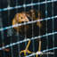 Fencer Wire 16 Gauge Galvanized Welded Fence Wire Roll w/ Mesh Size 1/2” x 1”, Multiple Sizes-110731130