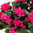 Bougainvillea Topiary with Wood Planter