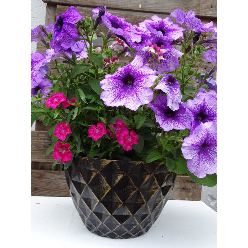 Vermehr Pot Planter, Black/Gold, 20.5cm H x 33cm W x 33cm D