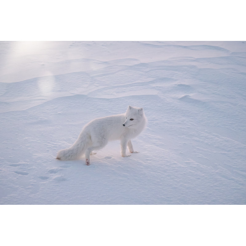 An Arctic Fox (Vulpes Lagopus) Standing In The Snow On A Very Cold Morning, Near Churchill, Manitoba, Canada by Cheryl Ramalho - Wrapped Canvas Print