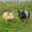 Statues de cochon de jardin en résine pour pelouse d'extérieur