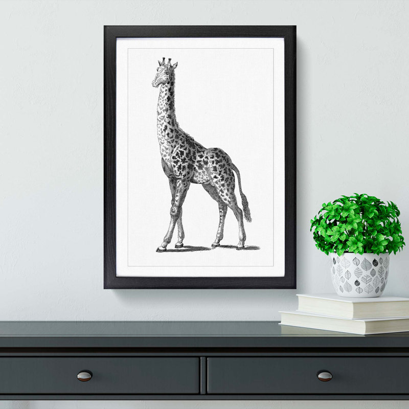 Giraffe in Black & White by George Shaw - Picture Frame Drawing Print, 48cm H x 36cm W x 2cm D, Black Framed