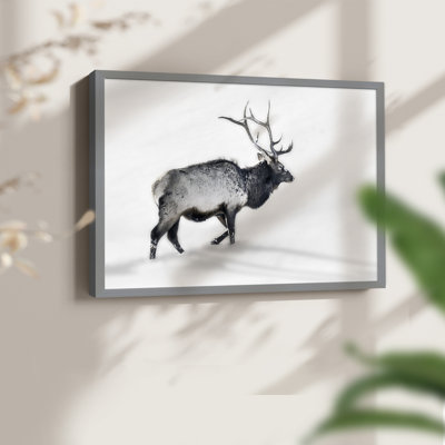 Lone Bull -Framed Print - Restickable