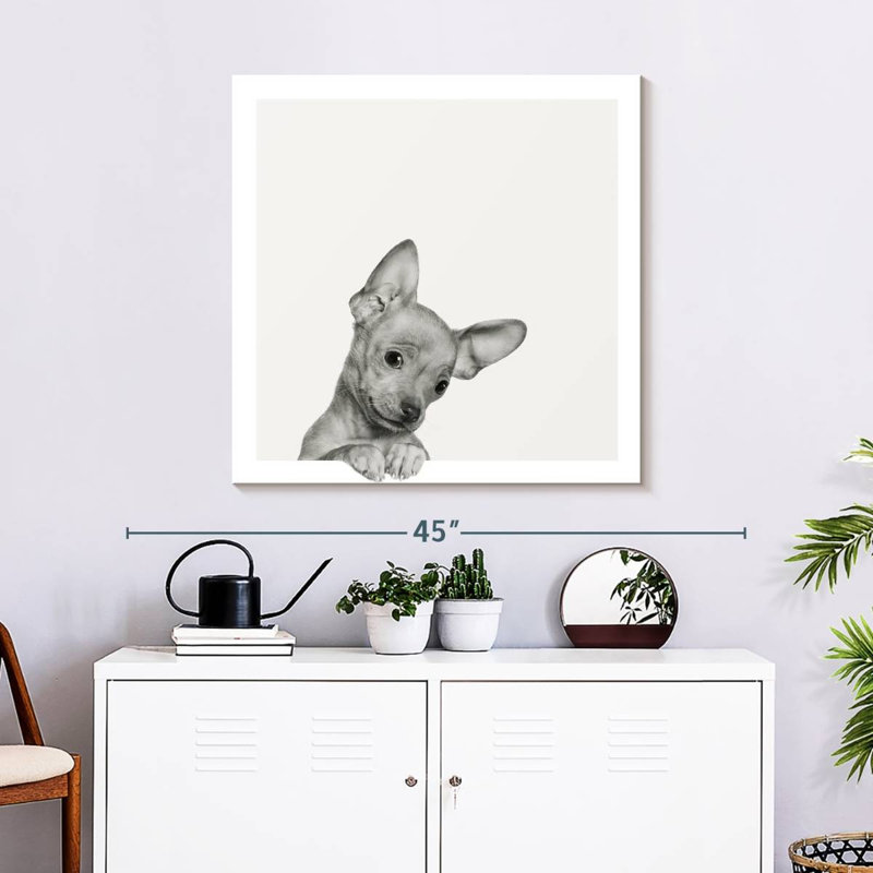 Chihuahua doux Brampt, H 30 po x l 30 po