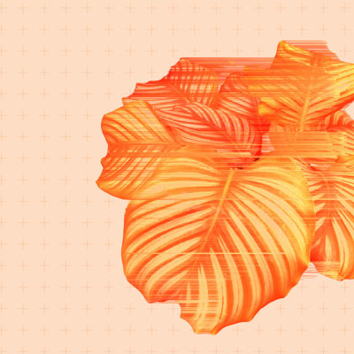 Fast Calathea