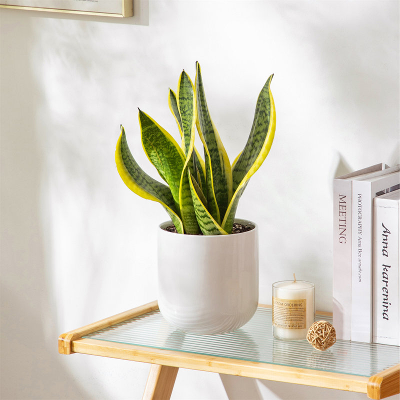 HDHPOT Ceramic Pot Planter