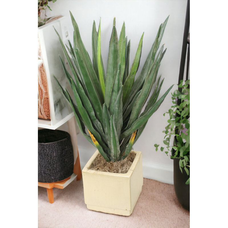 Pot à fleurs carré Yucca