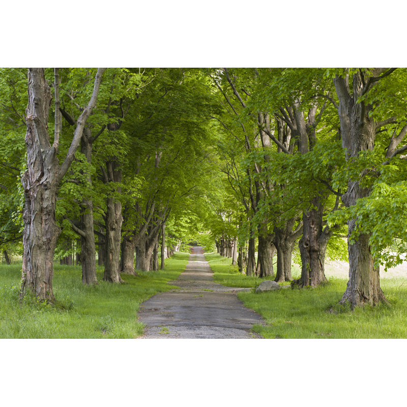 Four Seasons Tree Alley - Summer by Gmcoop - No Frame Art Prints on Canvas, 20cm H x 30cm W