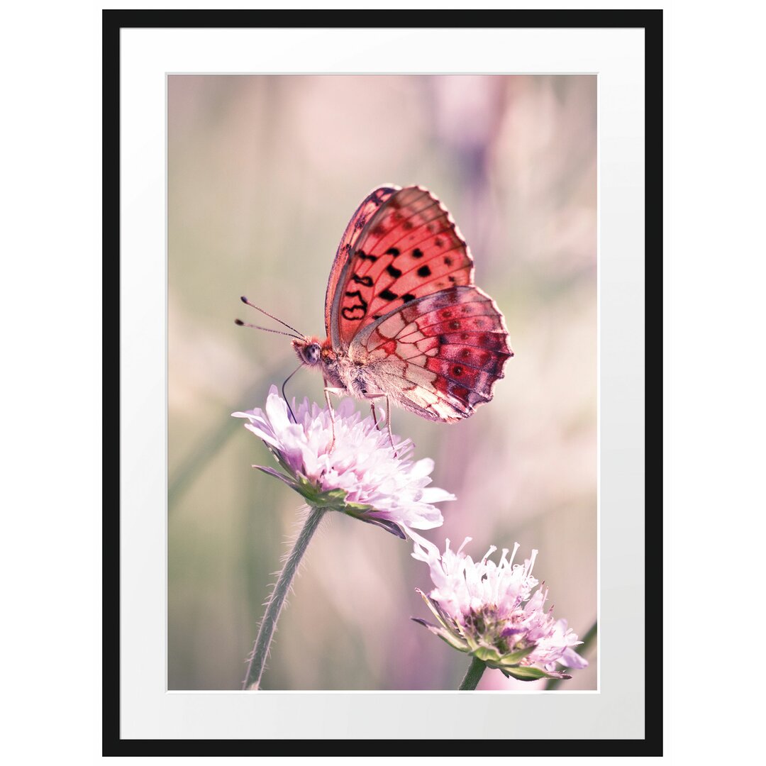 Gerahmtes Poster Bezaubernder Schmetterling