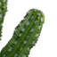 Cactus vert en pot 31 po