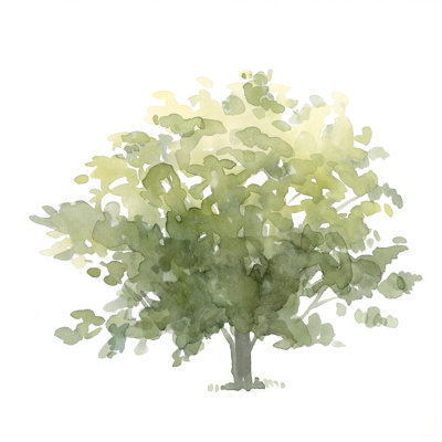 Chêne solitaire I