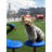 Bark Park Annemarie Stepping Paws-845859417