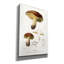 «Champignons» par Art Licensing Studio, art mural sur toile