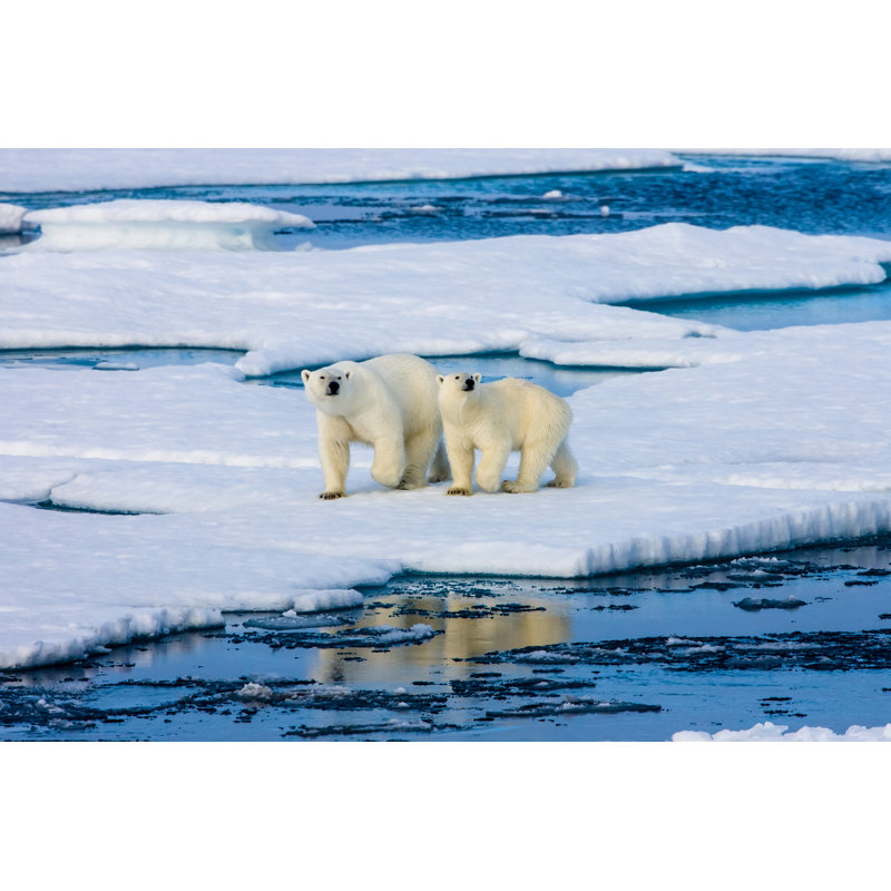 Two Polar Bears by SeppFriedhuber - Wrapped Canvas Print, 81cm H x 122cm W