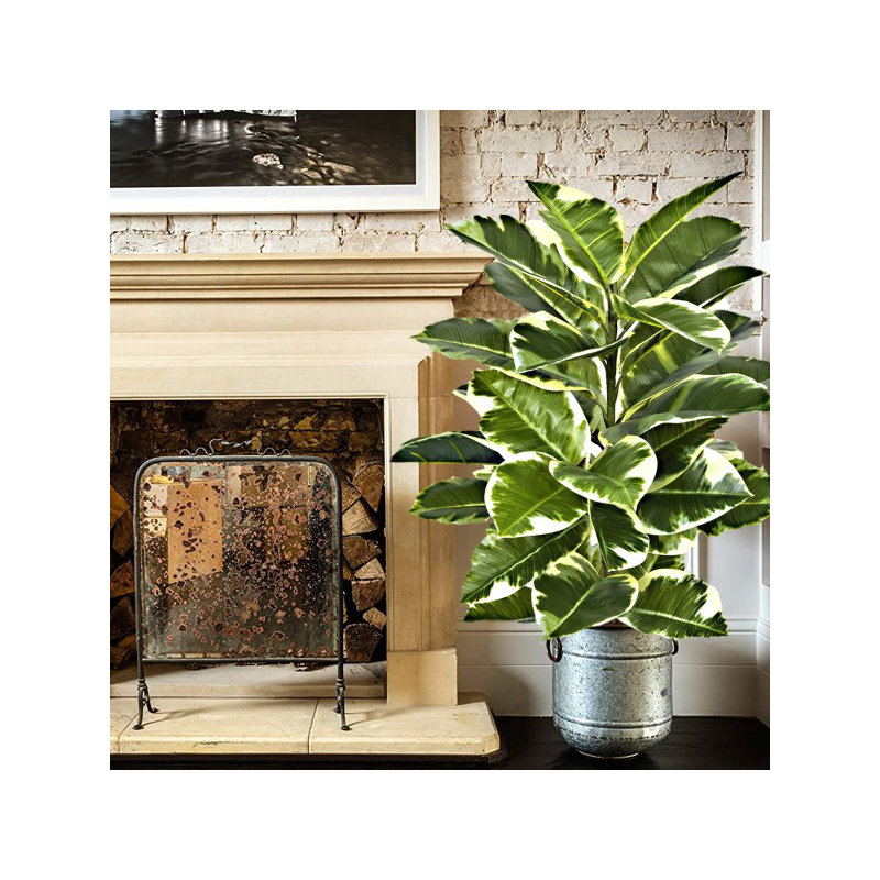 107cm Plant