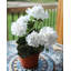 Buisson de géranium artificiel rouge 15 po-1385611569