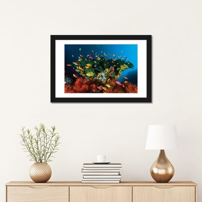 «Reef Scene with Anthias Fish, Cebu, Philippines», impression sur toile