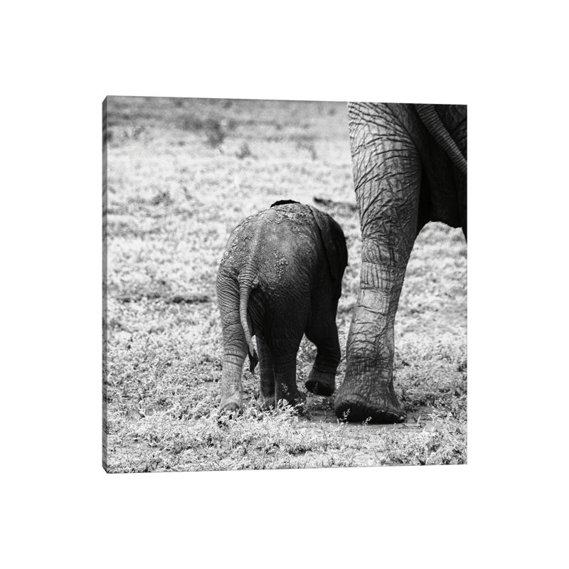 Mama And Baby Elephant II by Aledanda - Wrapped Canvas Print, 45.72 cm H x 45.72 cm W x 3.175 cm D