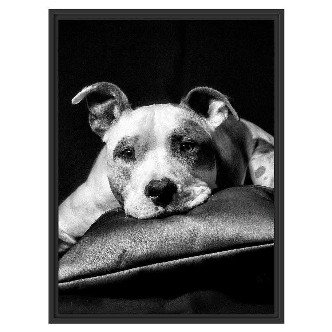 Gerahmtes Wandbild Dark Süßer American Staffordshire