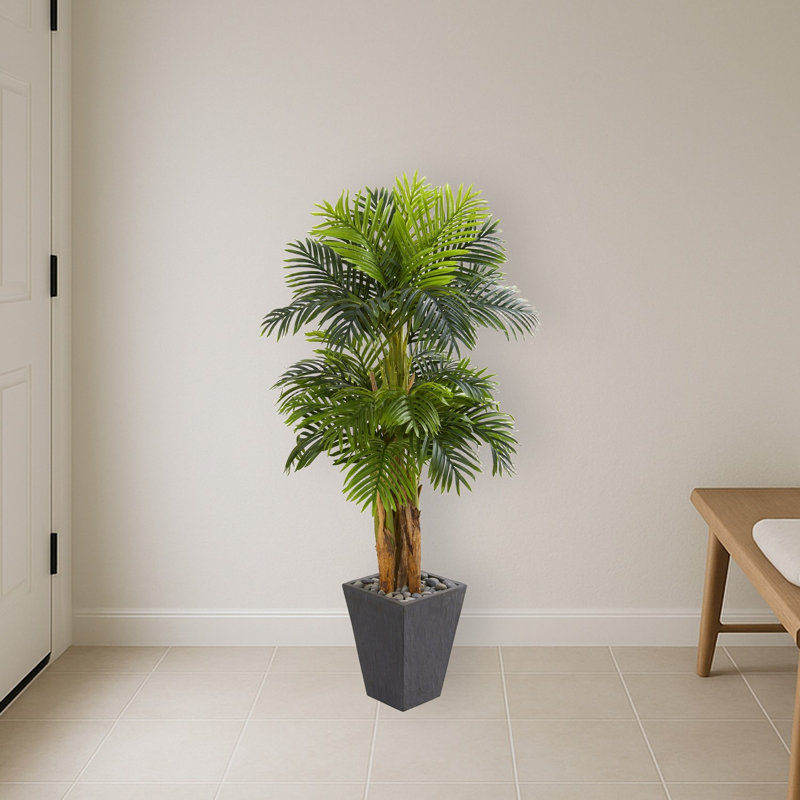 Triple Areca Palm Tree in Planter
